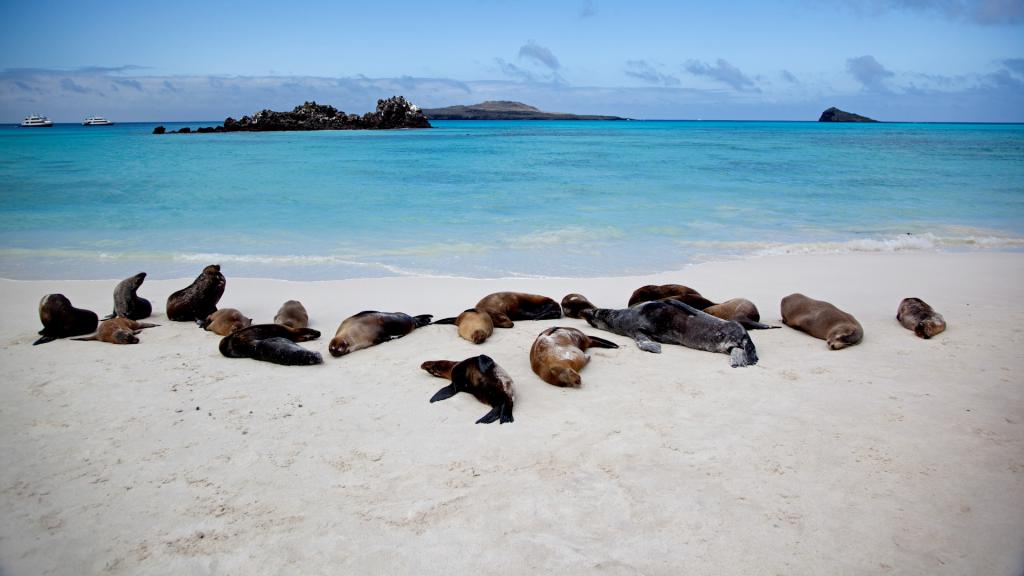 Животный мир Галапагосских островов