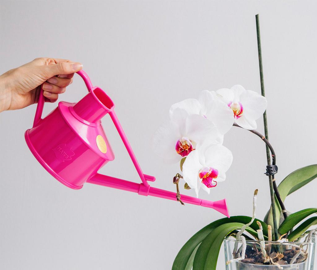 watering orchids