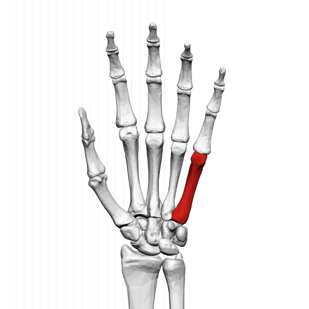 Пятая пястная кость
