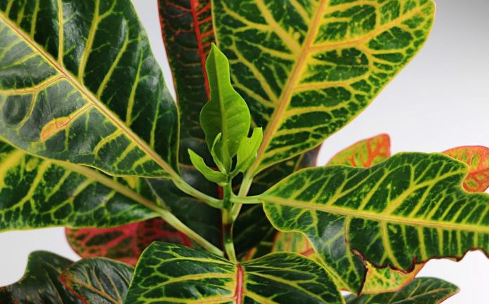 Кодиеум – растение с желтыми листьями