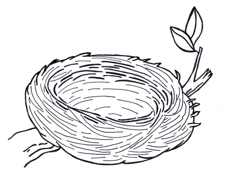 Гнездо рисунок на ветке