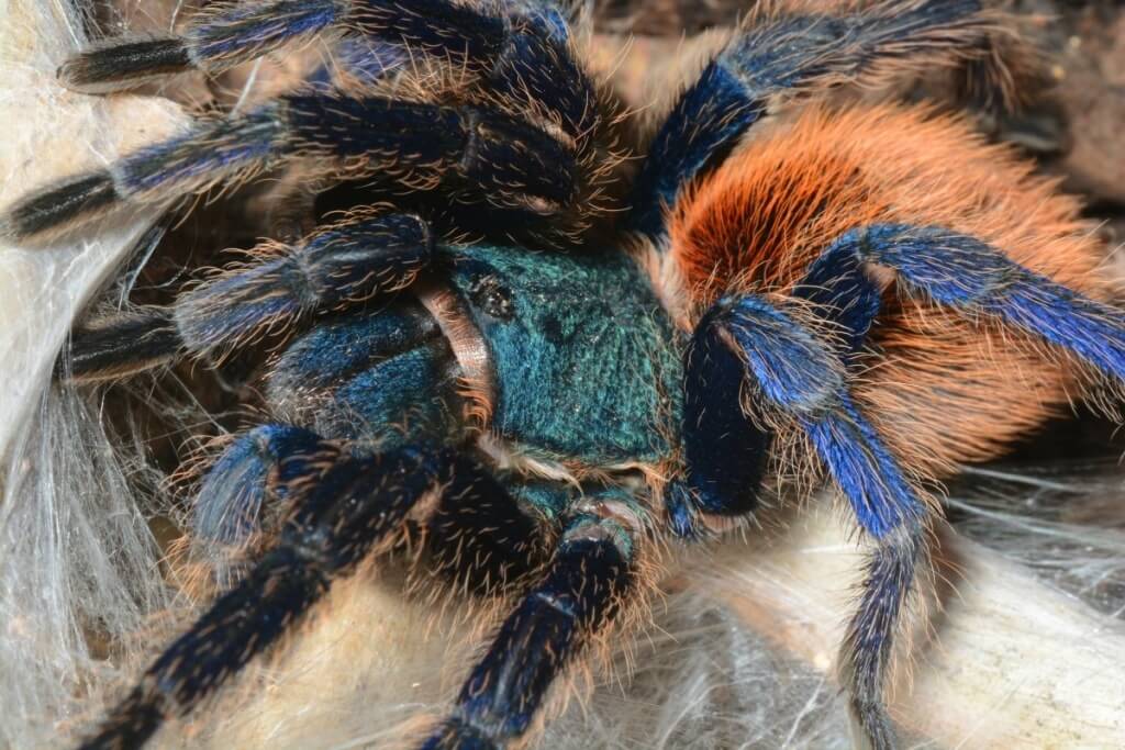 красавец паук
