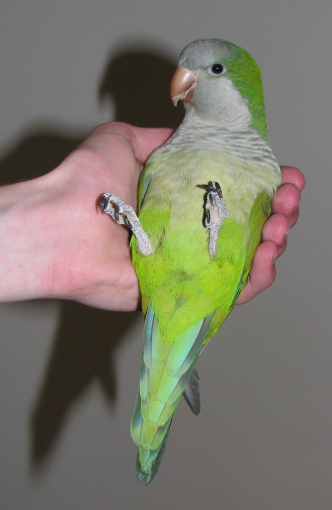 a parrot in the hands