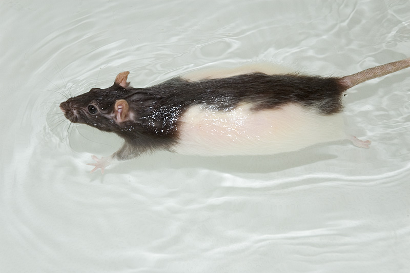 Нужно мыть крыс. Купание крыс Дамбо. Крыса плавает. Мышь плывет. Мышь плавает.