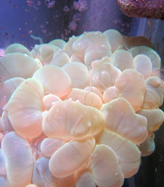 розовый коралл