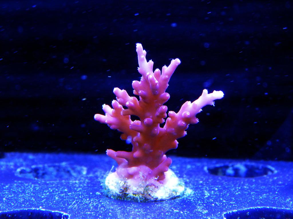 красный коралл