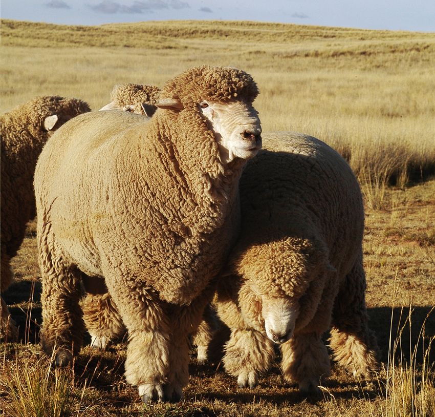 Andean sheep breed