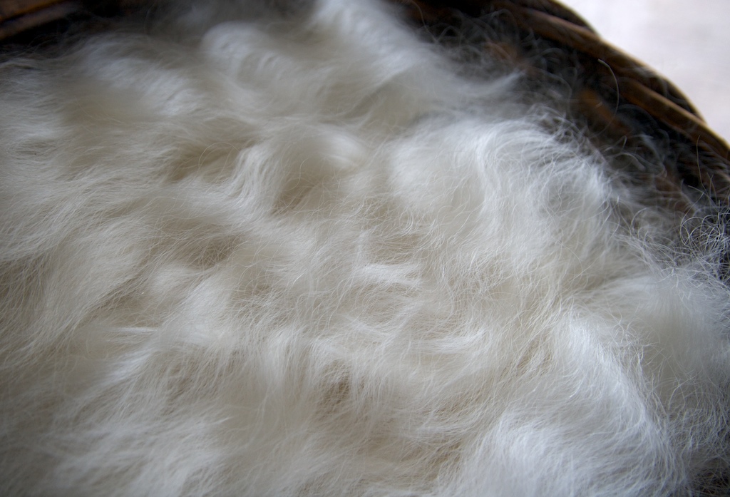 sheep wool