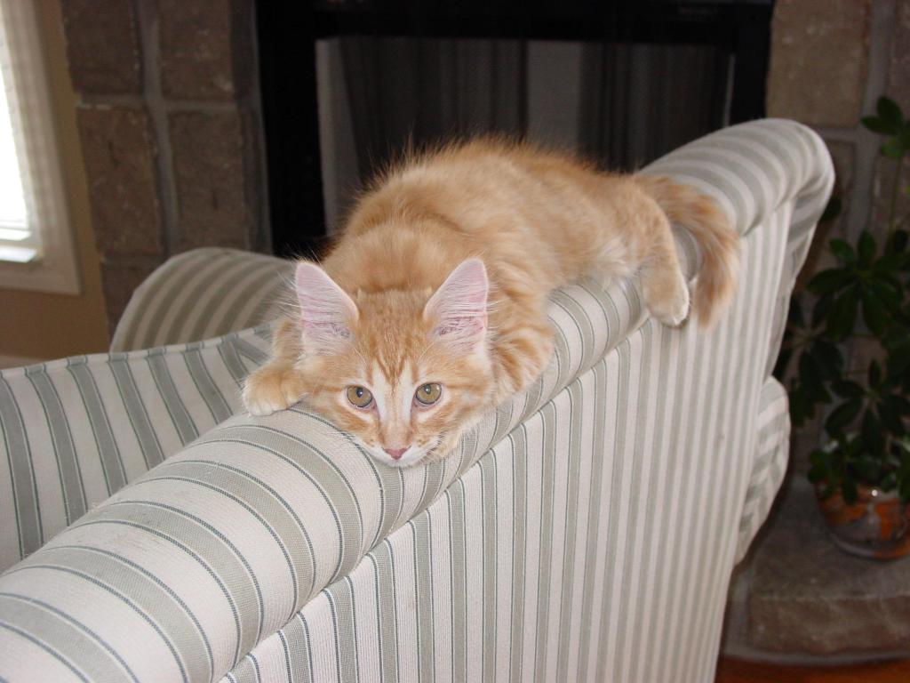 Почистить диван от кошачьей мочи