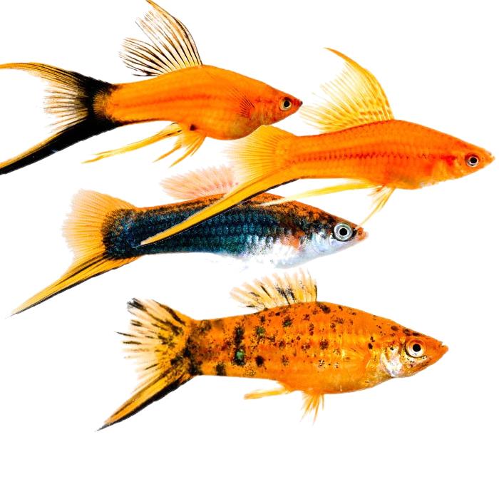 разновидность рыб