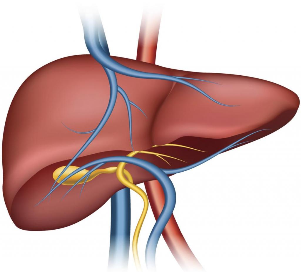 печень и желчный пузырь