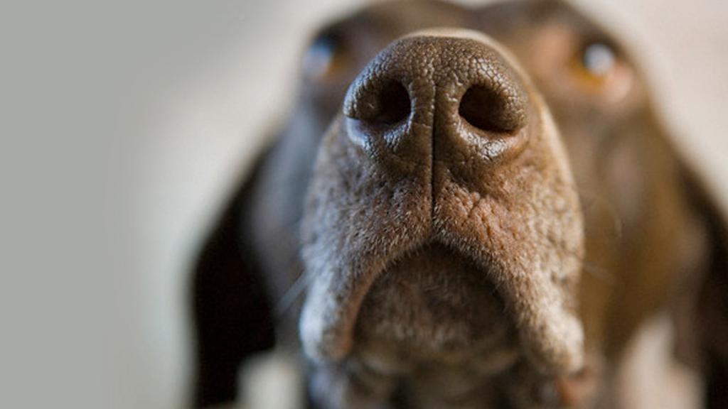 what smells are unpleasant to dogs