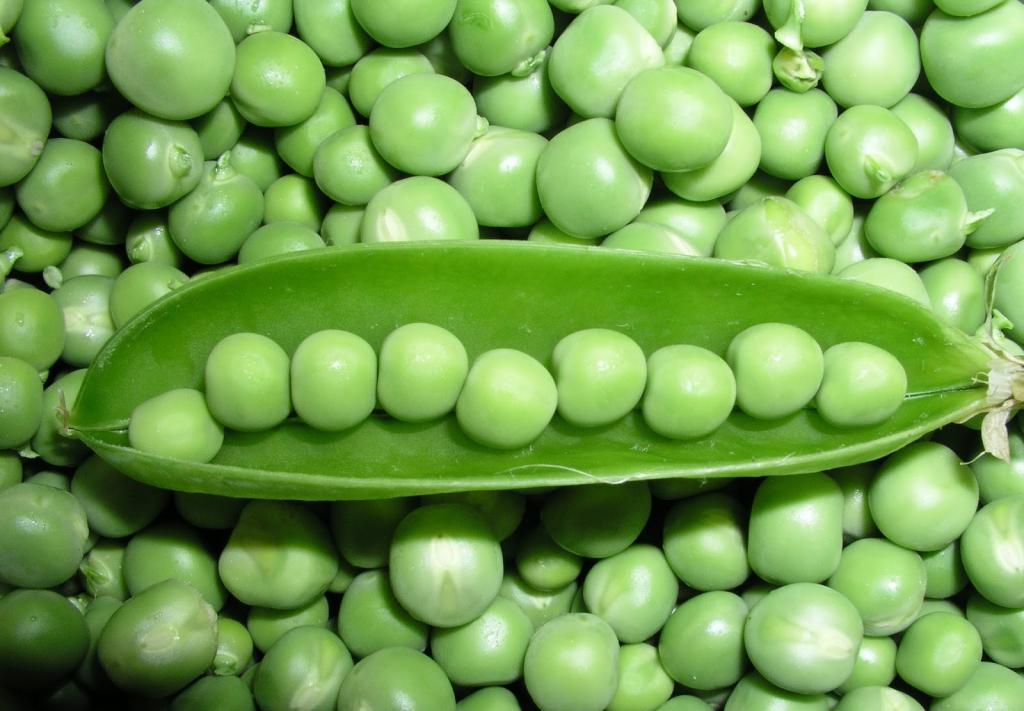 The Peas of Gregor Mendel