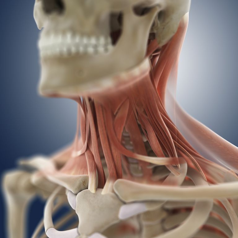 Neck muscles