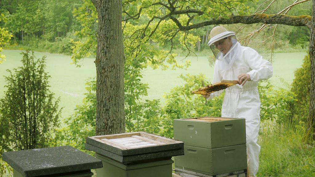 бизнес-проект по пчеловодству