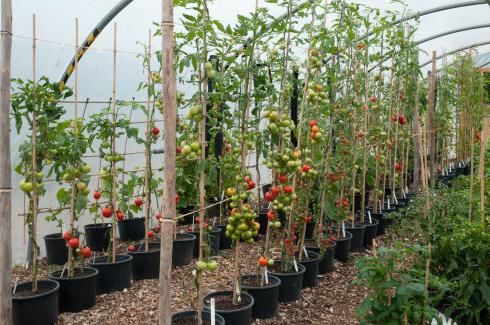  как вырастить хороший урожай помидор в теплице из поликарбоната 