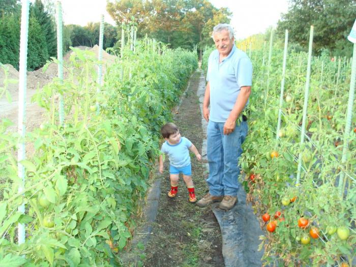 как вырастить хороший урожай помидоров в открытом грунте 
