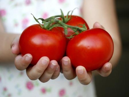 как вырастить хороший урожай помидоров