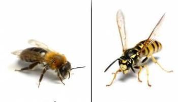 фото пчелы и осы