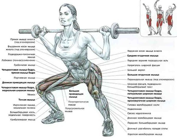 Задействованные мышцы при приседаниях