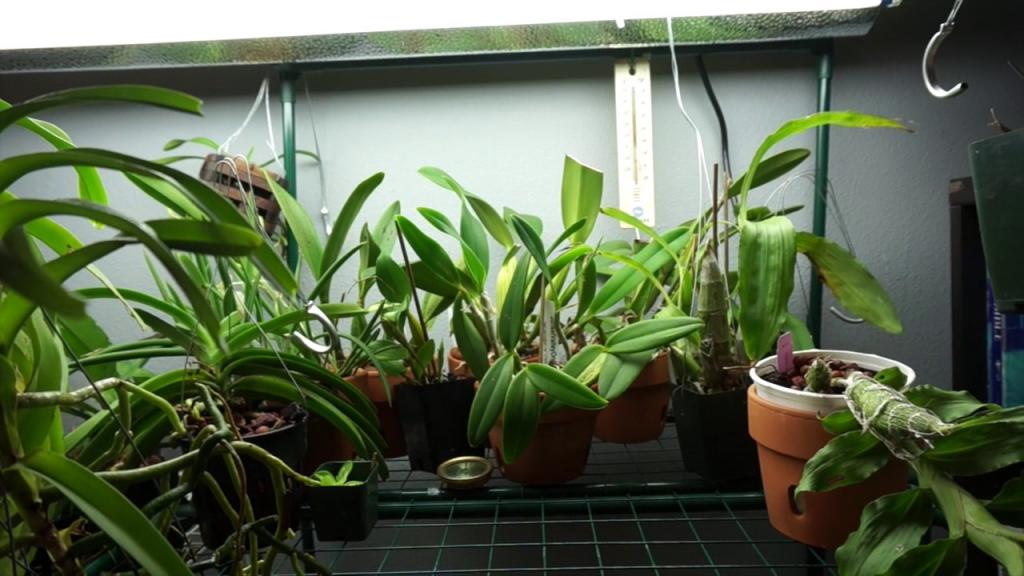 orchid breeding principle