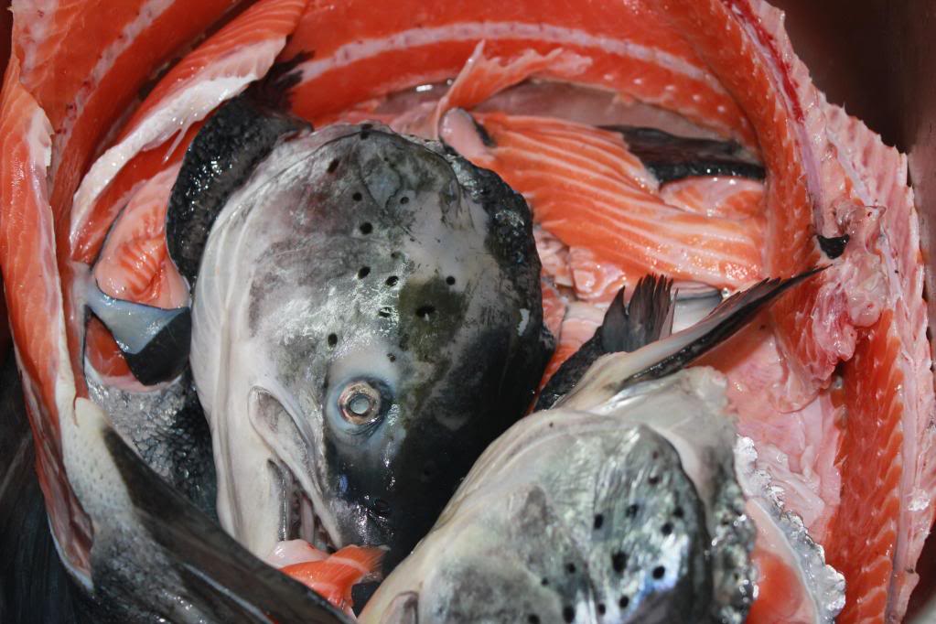 red fish for domestic fish soup