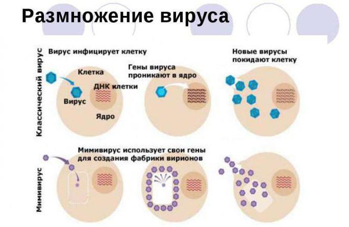 Размножение вирусов в клетке