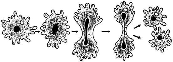 Asexual reproduction methods