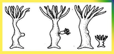 Methods of asexual reproduction of organisms