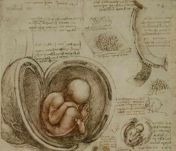 Леонардо да Винчи анатомия и медицина