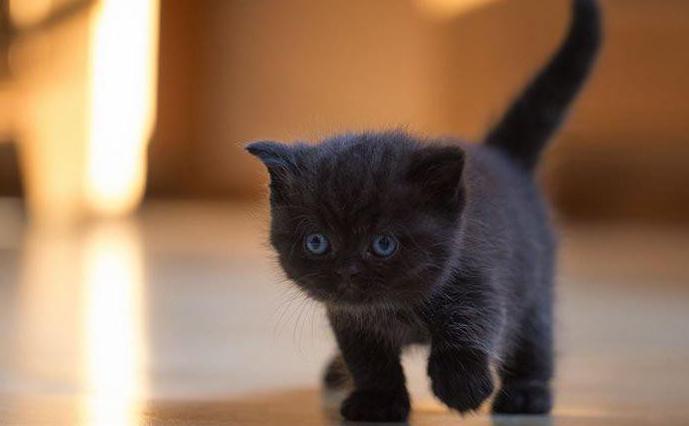 прикольные клички для черных кошек