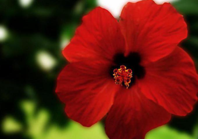 hibiscus plant homeland