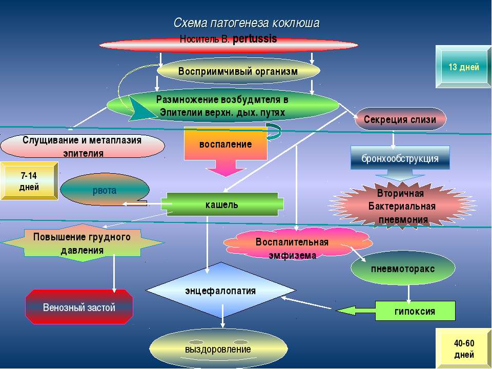 патогенез коклюша