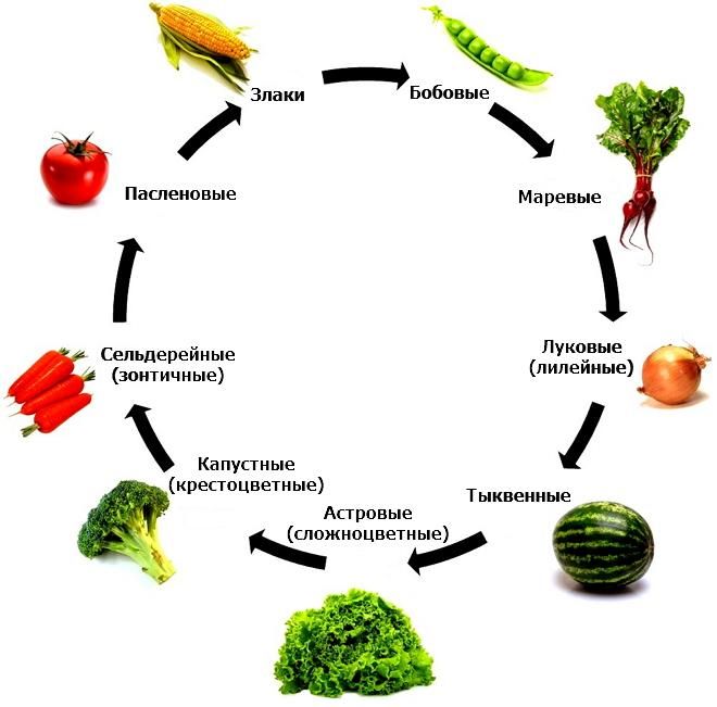 Способы севооборота на дачном участке