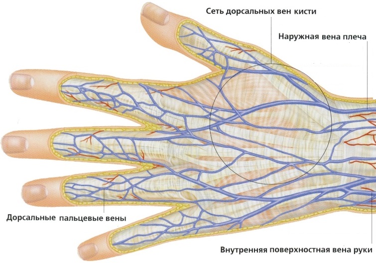 венозная сеть руки