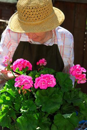 pelargonium royal home care