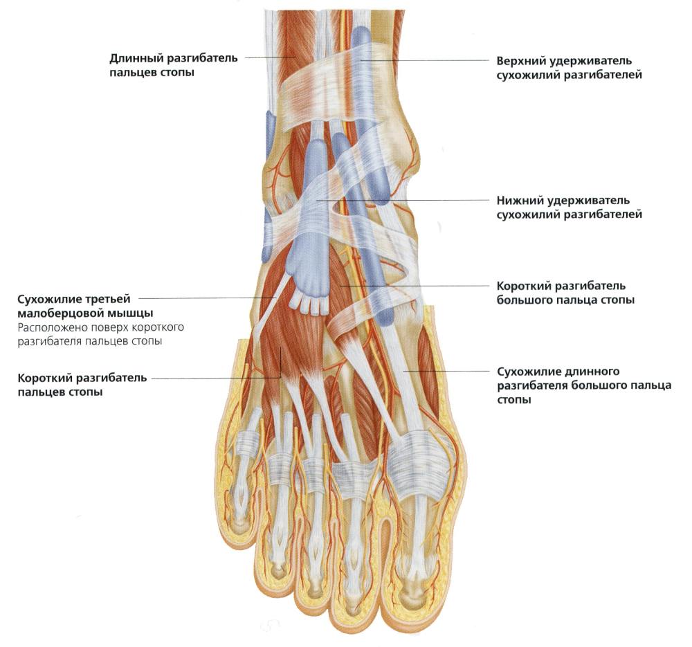 Строение стопы фото. Разгибатель 1 пальца стопы анатомия. Сухожилия сгибателей стопы анатомия. Разгибатель мизинца стопы анатомия. Сухожилия разгибателей пальцев стопы анатомия.