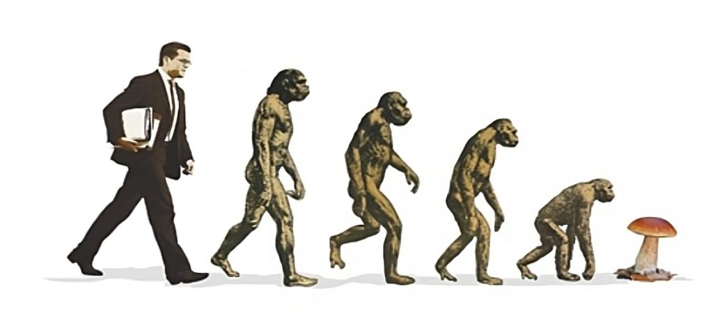 Процесс превращения человека в обезьяну. Превращение обезьяны в человека. Превращение обезьяны в человека Эволюция. Обратная Эволюция человека. Развитие обезьяны в человека.