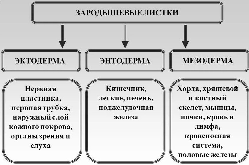 внутренний зародышевый листок называется