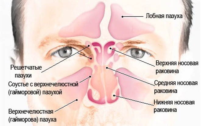 Соустье. Пазухи носа анатомия синусит. Соустье гайморовой пазухи. Соустье гайморовой пазухи анатомия.