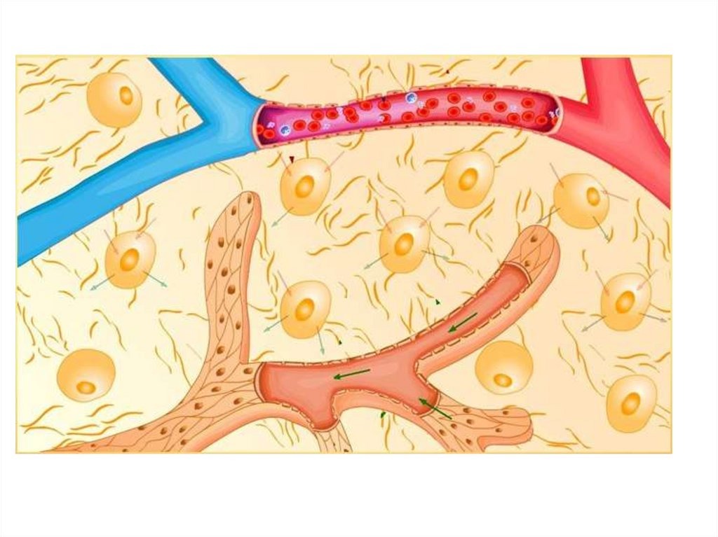 Обеспечивает отток тканевой жидкости от всех органов. Тканевая жидкость. Межтканевая жидкость рисунок. Приток тканевой жидкости. Межклеточная жидкость рана.