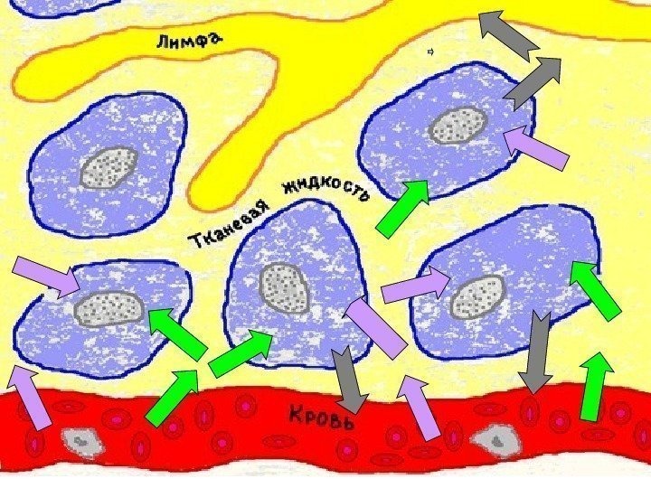 тканевая жидкость это