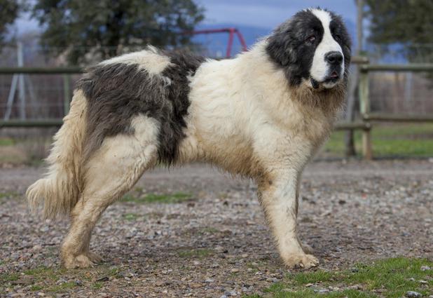 Pyrenean Mastiff