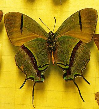 butterfly with spurs on wings as they are called