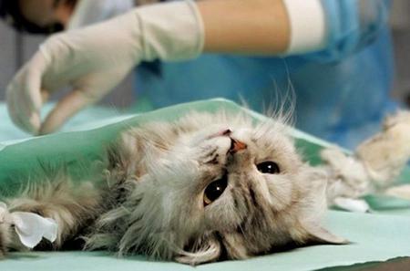 что делать после стерилизации кошки 