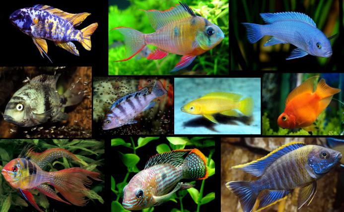 Все виды аквариумных рыбок фото и названия