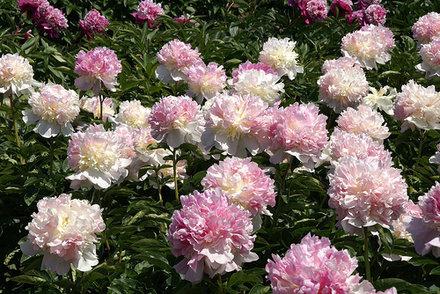 peonies - decoration of gardens