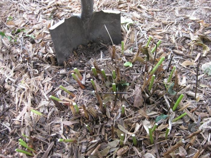 when is it better to transplant peonies