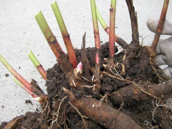 how to transplant peonies