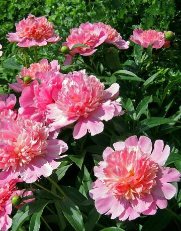 when to transplant peonies